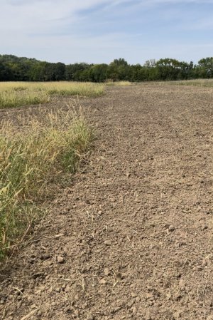 Tilled plot before brassica 23.jpg