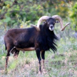 black-hawaiian-rams-are-my-favorite-mind-of-ram-v0-4hz7j153e50a1.jpg