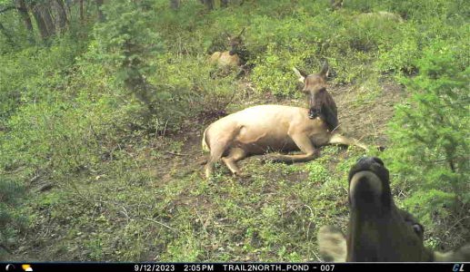 elk nose up.JPG