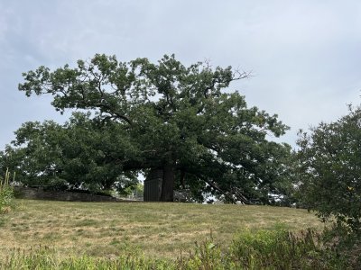 IMG_7367.JPEG