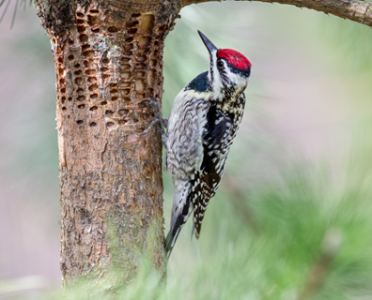 woodpecker-damage-stock.png