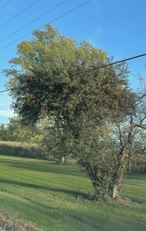IMG_6196.jpeg