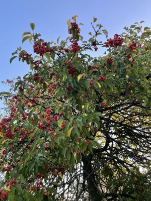 IMG_6200.jpeg