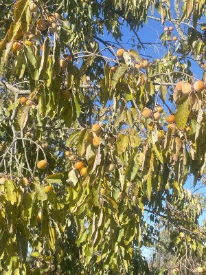 IMG_0496.jpeg