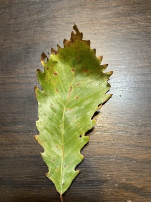 unknown leaf.jpg unknown leaf.jpg