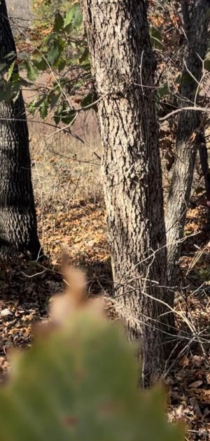 unknown tree.jpg unknown tree.jpg