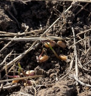 germinating wheat.jpg