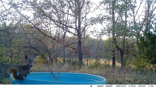 deer and squirrel at water tank 2.jpg