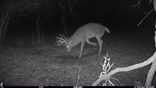 NTbuck106.jpg