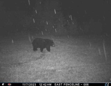 November Bear 2.jpeg