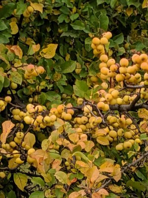 crabapples.jpg