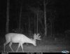 Bill deer 3.JPG