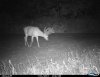 bill deer 4.JPG
