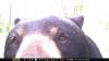bear.jpg
