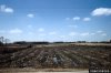 bedding furrows wet soil pine plantation.jpg