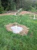 orchard.JPG
