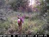 Buck7.jpg