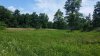 Orchard june 2015.jpg