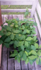 Chestnuts -7252015.png Chestnuts -7252015.png