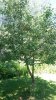 Apple Tree 1.1.jpg