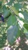 Apple Tree 1.2.jpg