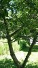 Apple Tree 1.3.jpg