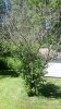 Apple Tree 2.1.jpg