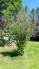 Apple Tree 2.2.jpg