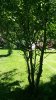 Apple Tree 3.2.jpg