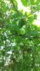Apple Tree 3.3.jpg