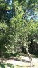 Apple Tree 4.1.jpg