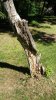 Apple Tree 4.2.jpg