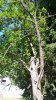 Apple Tree 4.3.jpg