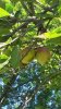 Apple Tree 5.3.jpg