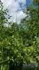 20150805_163615-600x1067.jpg