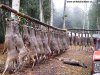 poachedwhitetails1.jpg