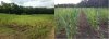 corn.jpg