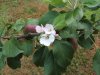 orchard august 10,2015 2015-08-10 008.JPG