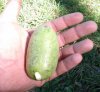 pawpaw.jpg