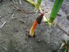 PICT0017.JPG