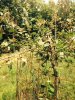 crabapple_damage1.JPG