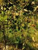 crabapple_damage2.JPG