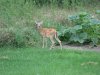 IMG_8049 fawn.jpg