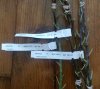 GRIN Budwood sticks.jpg