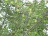 IMG_8091.JPG