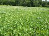 2015-7-29 Soybeans (3).JPG