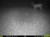 20150816_Deer_001.JPG