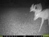 20150819_Deer_001.JPG