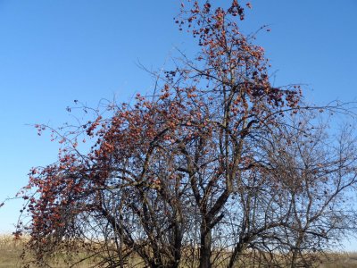 Roadside Tree med.jpg