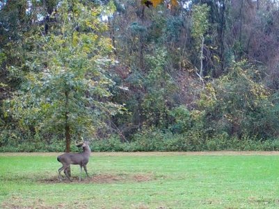 Buck Under Swamp Oak (1).jpg